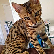 Lily joined the competition — help win amazing prizes! bengal_cat, cat, animal, pet, indoor, furniture, brown_surface, spotted_fur, close_up, whiskers, ears, eyes, legs, tail, domestic_cat, house, background_blur, curious, mammal, young_cat