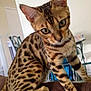 bengal_cat, cat, animal, pet, indoor, furniture, brown_surface, spotted_fur, close_up, whiskers, ears, eyes, legs, tail, domestic_cat, house, background_blur, curious, mammal, young_cat