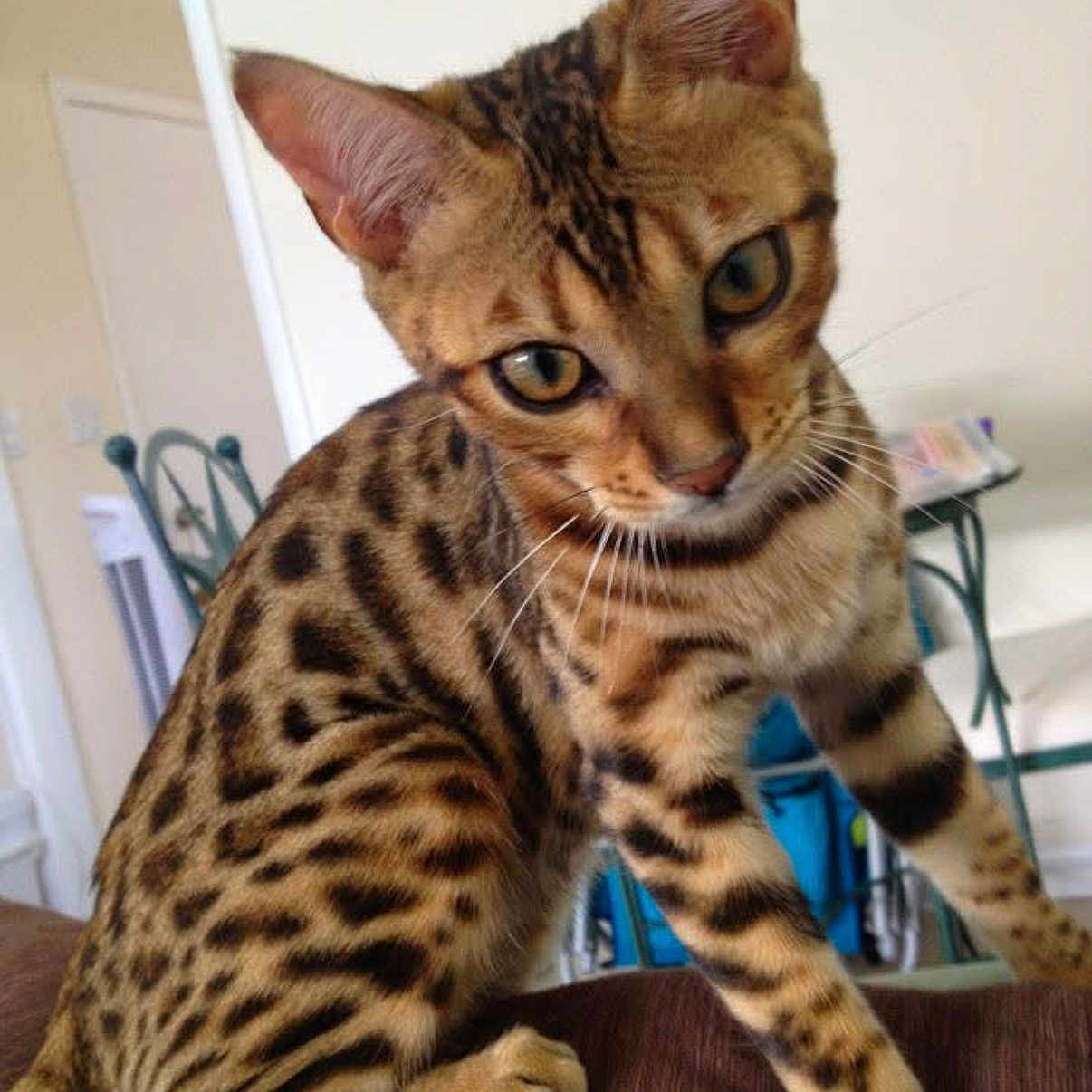 Lily joined the competition — help win amazing prizes! animal, background_blur, bengal_cat, brown_surface, cat, close_up, curious, domestic_cat, ears, eyes, furniture, house, indoor, legs, mammal, pet, spotted_fur, tail, whiskers, young_cat
