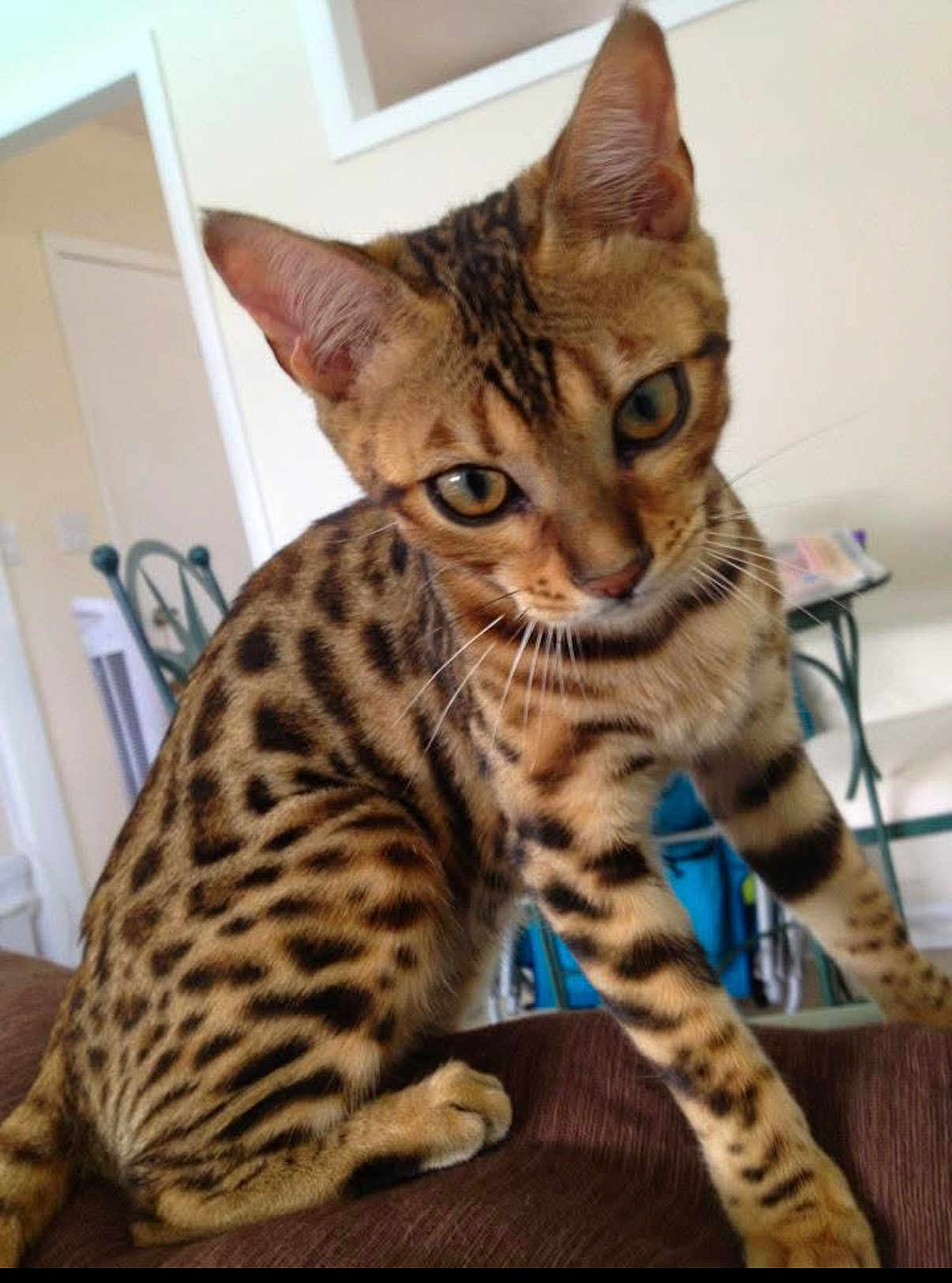 Lily joined the competition — help win amazing prizes! bengal_cat, cat, animal, pet, indoor, furniture, brown_surface, spotted_fur, close_up, whiskers, ears, eyes, legs, tail, domestic_cat, house, background_blur, curious, mammal, young_cat