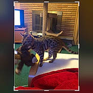 Lily joined the competition — help win amazing prizes! animal, brick_wall, brown, carpet, cat, cat_tree, chair, cute, domestic_cat, fireplace, furniture, green_carpet, indoor, living_room, mammal, pet, playful, red_blanket, stuffed_toy, toy