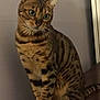 cat, bengal_cat, pet, animal, feline, sitting, indoor, striped, spotted, whiskers, ears, tail, fur, eyes, curious, alert, domestic, mammal, closeup, portrait