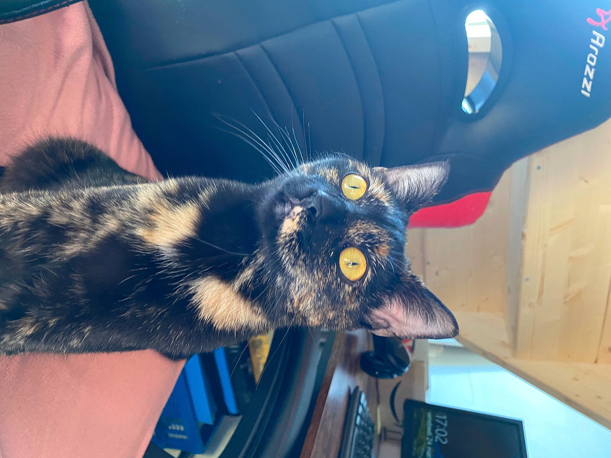 Kali participe au concours pour gagner de l'argent avec cette photo : beard, carnivore, cat, claw, comfort, domestic_short_haired_cat, ear, electric_blue, felidae, fur, gesture, jaw, nail, organism, paw, plant, selfie, small_to_medium_sized_cats, snout, whiskers