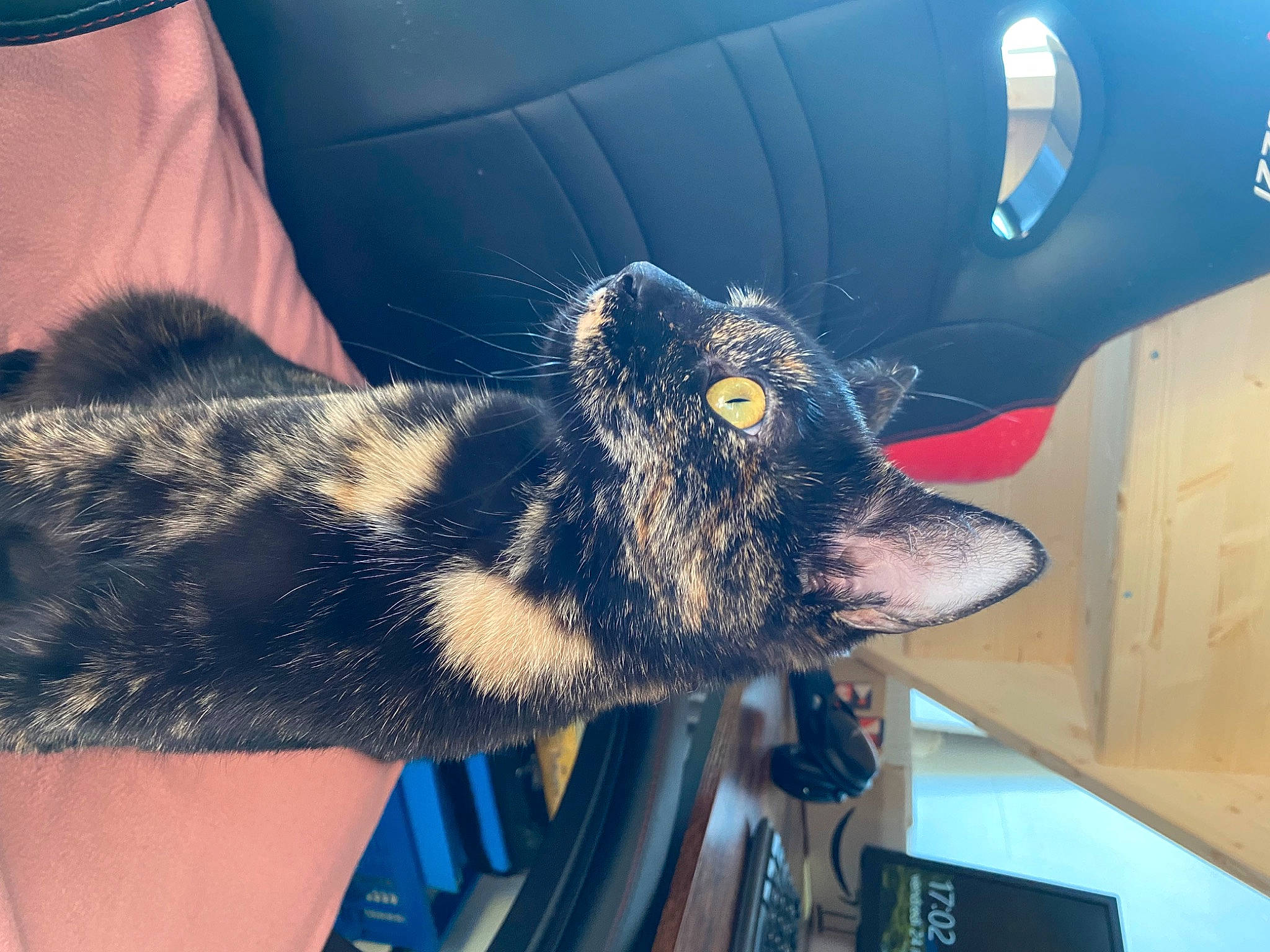 Kali a rejoint le concours — aidez-le/la à gagner de superbes lots ! auto_part, automotive_exterior, automotive_tire, beard, blue, dog, dog_breed, electric_blue, fur, hood, human_leg, metal, snout, vehicle_door, windshield