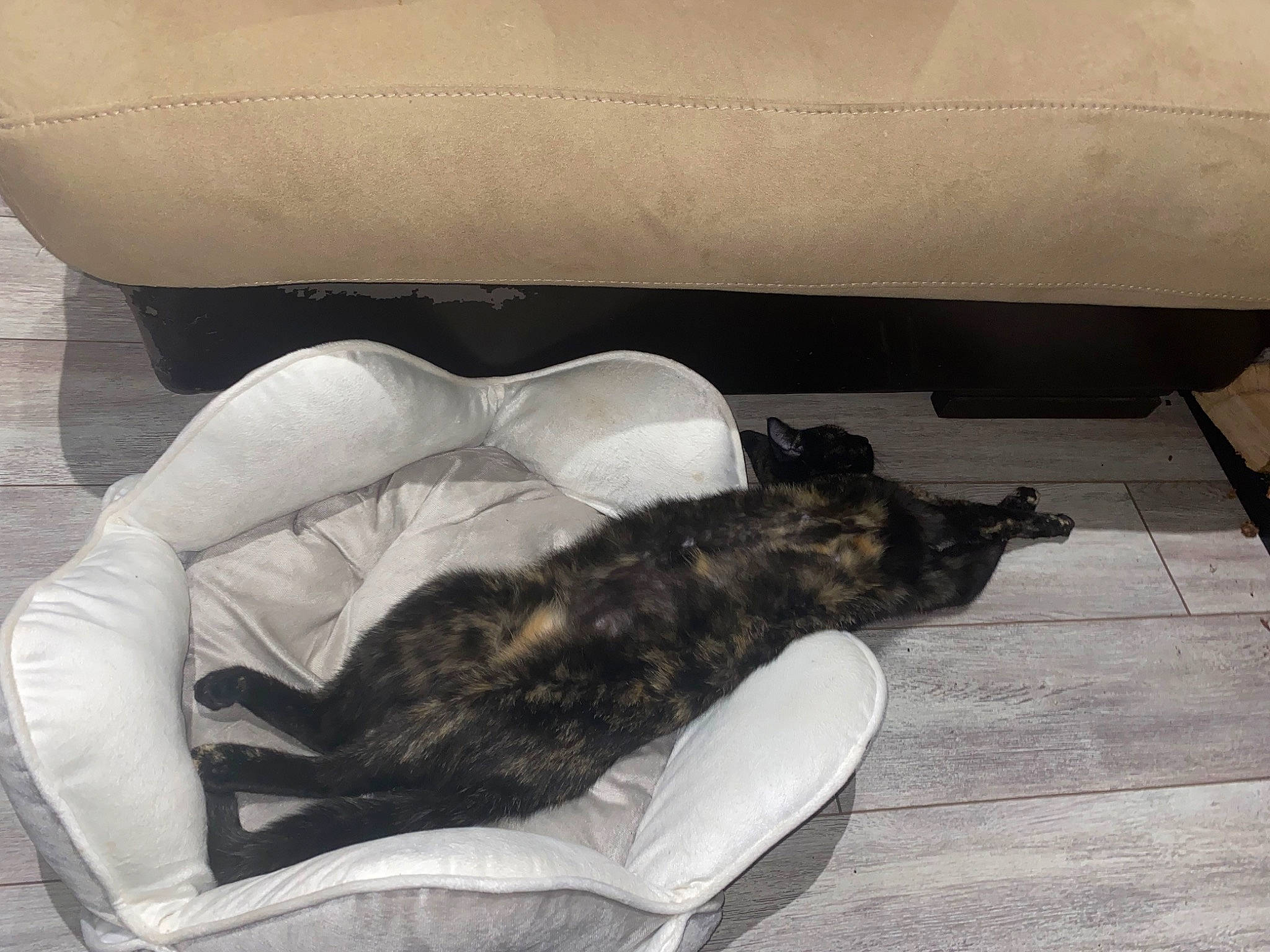 Kali participe au concours pour gagner de l'argent avec cette photo : bed, canidae, carnivore, cat, claw, comfort, companion_dog, couch, dog_breed, felidae, flooring, fur, hardwood, human_leg, linens, paw, small_to_medium_sized_cats, sporting_group, tail, whiskers