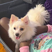 Mia is registered to the contest to win money with this photo: bracelets, child, colorful_clothing, cute, dog, fluffy, fur, happy, indoor, lap, person, pet, pink, sitting, small_dog, smiling_dog, tail, tongue_out, white_dog, wooden_floor