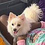 bracelets, child, colorful_clothing, cute, dog, fluffy, fur, happy, indoor, lap, person, pet, pink, sitting, small_dog, smiling_dog, tail, tongue_out, white_dog, wooden_floor