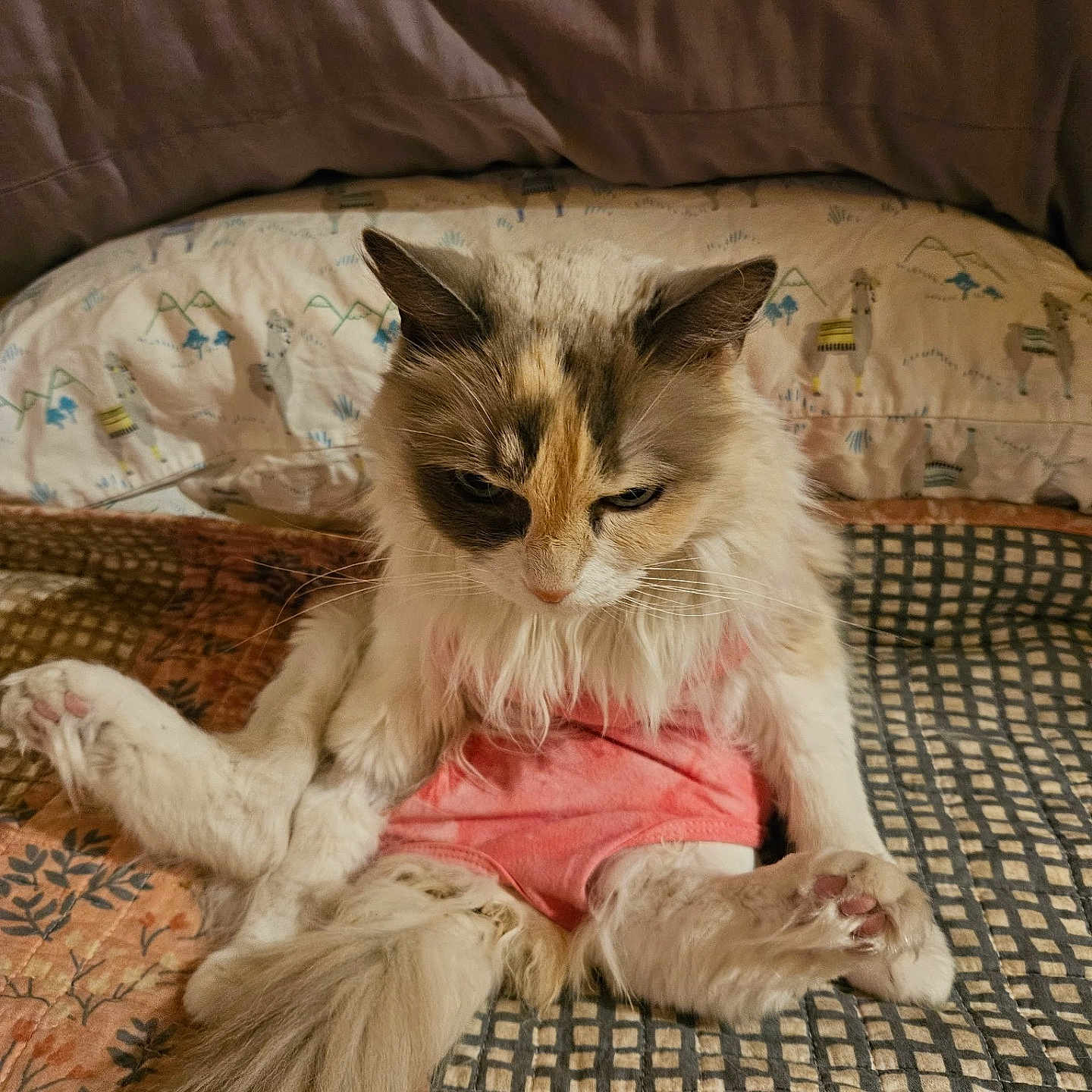 Murphy joined the competition — help win amazing prizes! animal, bed, cat, cute, domestic_animal, expression, feline, fluffy, fur, indoor, mammal, patchwork, paws, pet, pink_clothing, quilt, relaxed, resting, sitting, tail