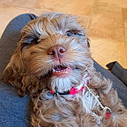 Kona is registered to the contest to win money with this photo: dog, puppy, curly_hair, pink_collar, pet, close_up, smiling, teeth, tongue, lap, indoor, floor_tiles, cute, happy, fur, animal, companion, domestic_animal, canine, resting