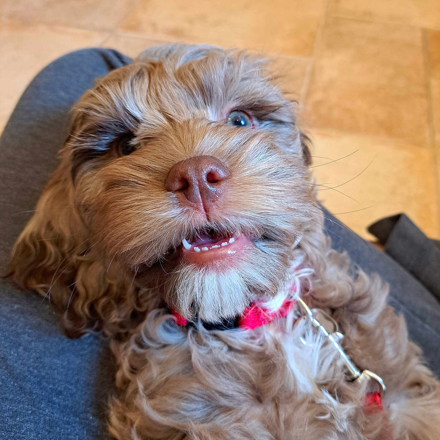 Kona