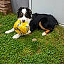Nouky participe au concours pour gagner de l'argent avec cette photo : bernese_mountain_dog, border_collie, carnivoran, dog, dog_breed, dog_breed_group, dog_like_mammal, entlebucher_mountain_dog, grass, lawn, snout