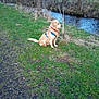 dog, golden_retriever, grass, stream, trees, outdoor, nature, water, canine, animal, leaves, harness, collar, park, winter, riverbank, pets, sitting, side_view, quiet