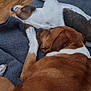Jax is registered to the contest to win money with this photo: dog, sleeping, blanket, brown_coat, white_coat, paw, indoor, wooden_floor, relaxation, pet, companion, cozy, nap, furry, friendship, rest, canine, closeup, animal, comfort