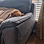 dog, blanket, couch, gray, cozy, resting, sleepy, indoor, window, curtains, wood_floor, furniture, pet, domestic, relaxing, soft_light, home, comfort, animal, snuggled