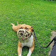 Jax joined the competition — help win amazing prizes! dog, muzzle, leash, grass, greenery, outdoor, pet, canine, nature, animal, garden, tree, bush, resting, summer, happy, brown, white, person, arm