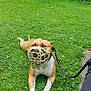 dog, muzzle, leash, grass, greenery, outdoor, pet, canine, nature, animal, garden, tree, bush, resting, summer, happy, brown, white, person, arm
