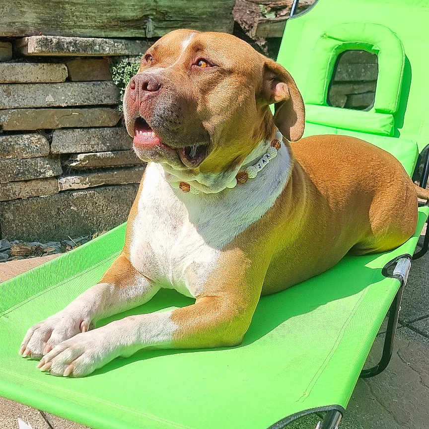 Jax is registered to the contest to win money with this photo: animal, backyard, brown_dog, canine, collar, daylight, dog, green_chair, house, leisure, outdoor, pet, portrait, relaxed, resting, stone_wall, summer, sunlight, sunny, white_paws