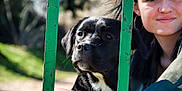 Mía a rejoint le concours — aidez-le/la à gagner de superbes lots ! dog, black_dog, person, woman, green_dress, fence, outdoor, nature, sunlight, portrait, grass, trees, daylight, pet, animal, close_up, friendship, relaxing, calm, park