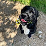 dog, black_dog, white_chest, flower, wildflower, tongue_out, outdoor, grass, gravel_path, pet, animal, cute, nature, sunlight, shadow, playful, sitting, close_up, canine, friendly