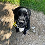 dog, black_dog, flower, yellow_flower, white_flower, grass, gravel, outdoor, pet, animal, canine, nature, sunlight, shadow, cute, looking_up, close_up, adorable, playful, white_chest_patch