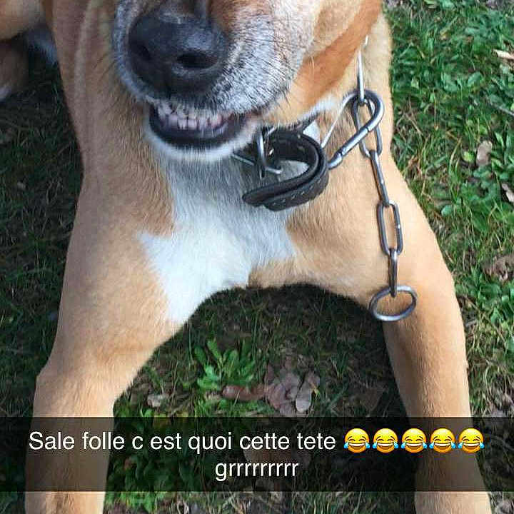 Lassie