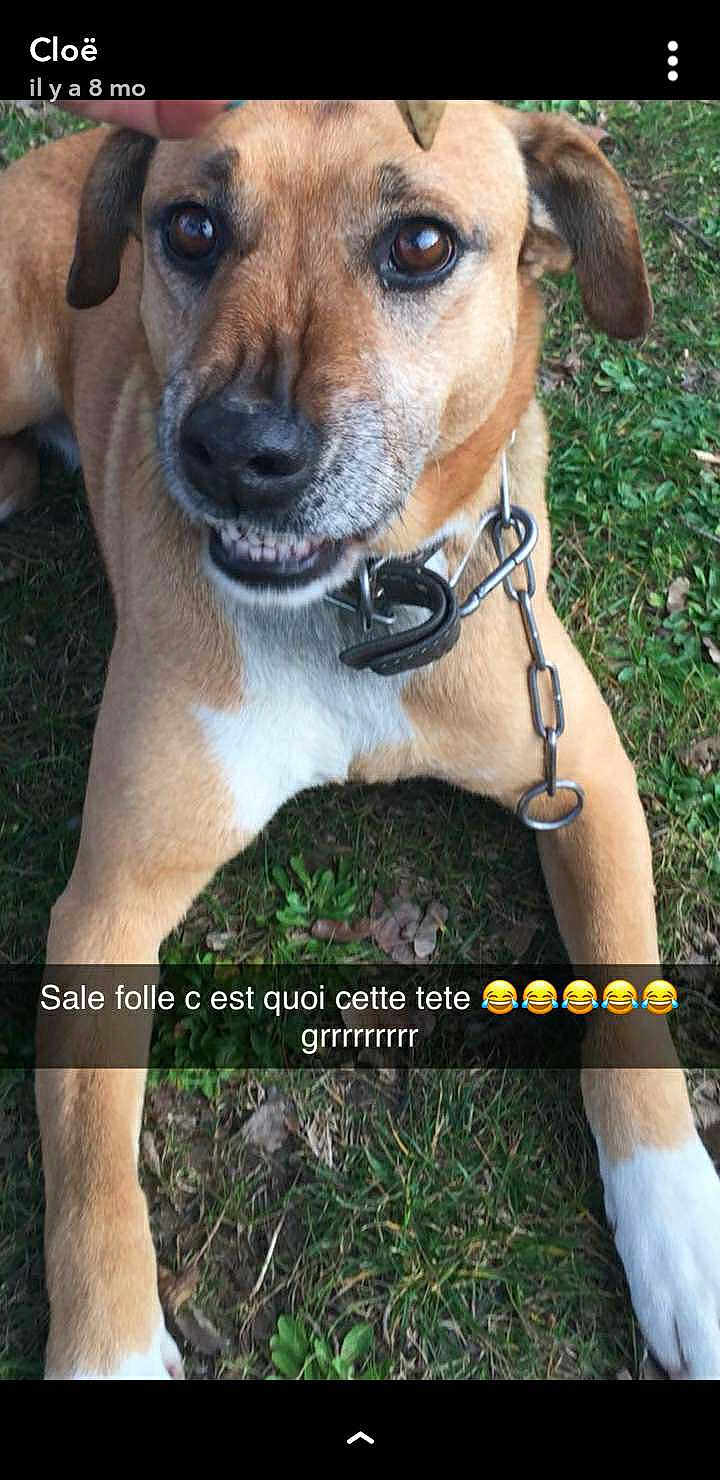 Lassie