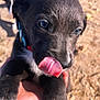 puppy, dog, black_fur, white_markings, tongue_out, close_up, hand, playful, cute, outdoor, sunny, blurred_background, animal, pet, young_dog, collar, fur, paw, walking, nature