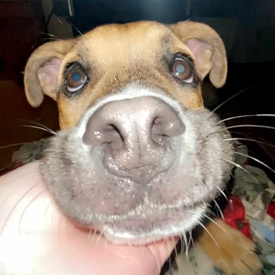 Lilo Lovinggood is registered to the contest to win money with this photo: adult, animal, canine, computerhardware, dog, electronics, face, female, hardware, head, indoors, interiordesign, monitor, person, pet, photography, puppy, screen, tv, woman