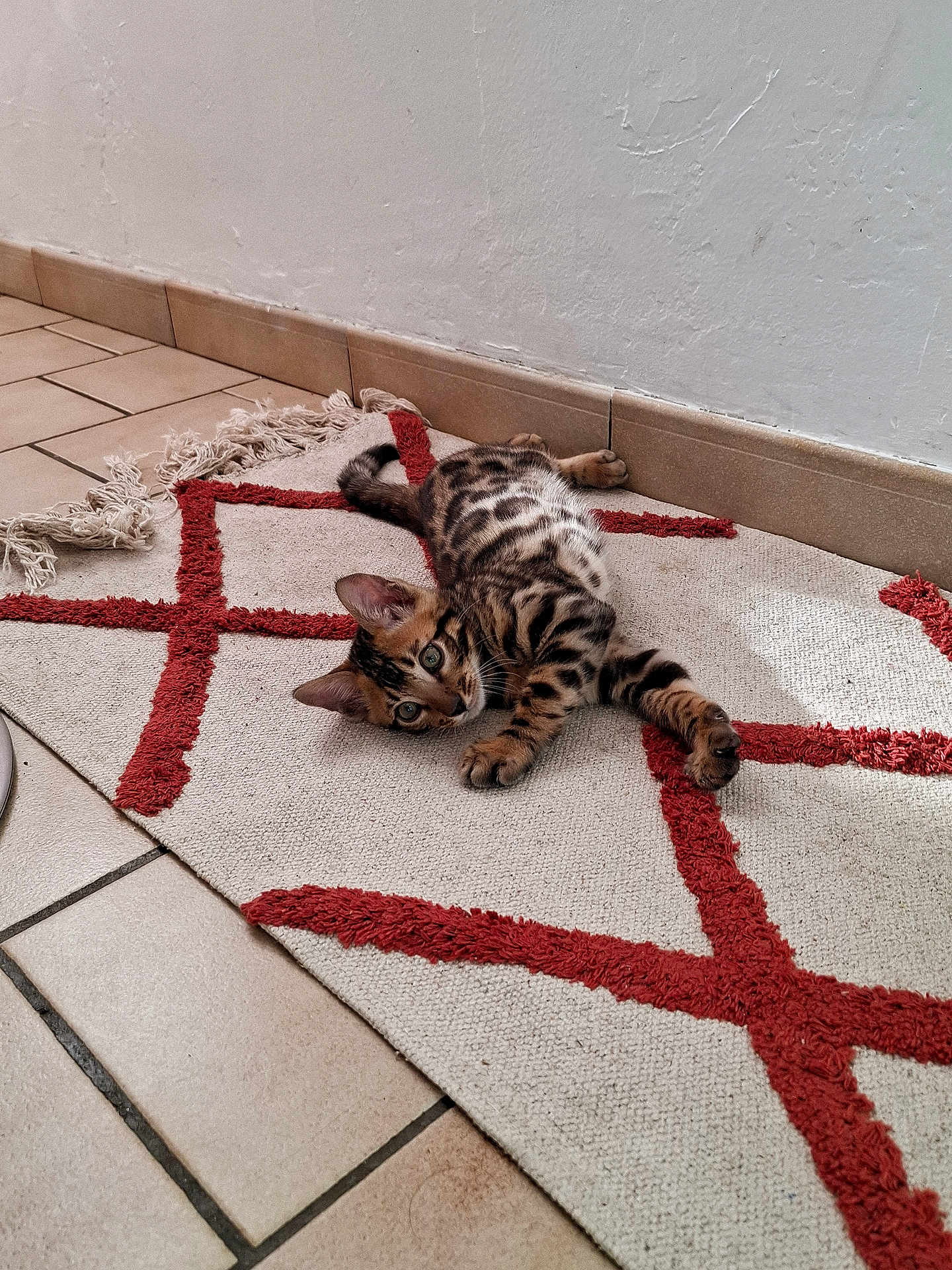 Apollo participe au concours pour gagner de l'argent avec cette photo : kitten, cat, pet, animal, fur, spotted, lying_down, indoor, rug, pattern, tile_floor, curious, young, whiskers, ears, paw, tail, resting, cute, domestic