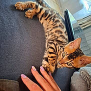 Apollo participe au concours pour gagner de l'argent avec cette photo : bengal_cat, kitten, cat, paw, hand, nails, pink_nails, striped_fur, curious, playing, indoor, fabric, cozy, home, furniture, closeup, pet, animal, young_cat, relaxed