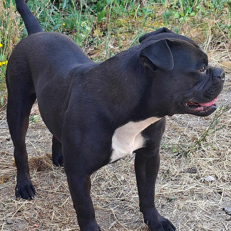 Black participe au concours pour gagner de l'argent avec cette photo : dog, black_dog, canine, pet, animal, standing, outdoor, grass, dry_grass, plants, greenery, nature, alert, side_view, tongue_out, white_patch, ears, tail, mammal, companion