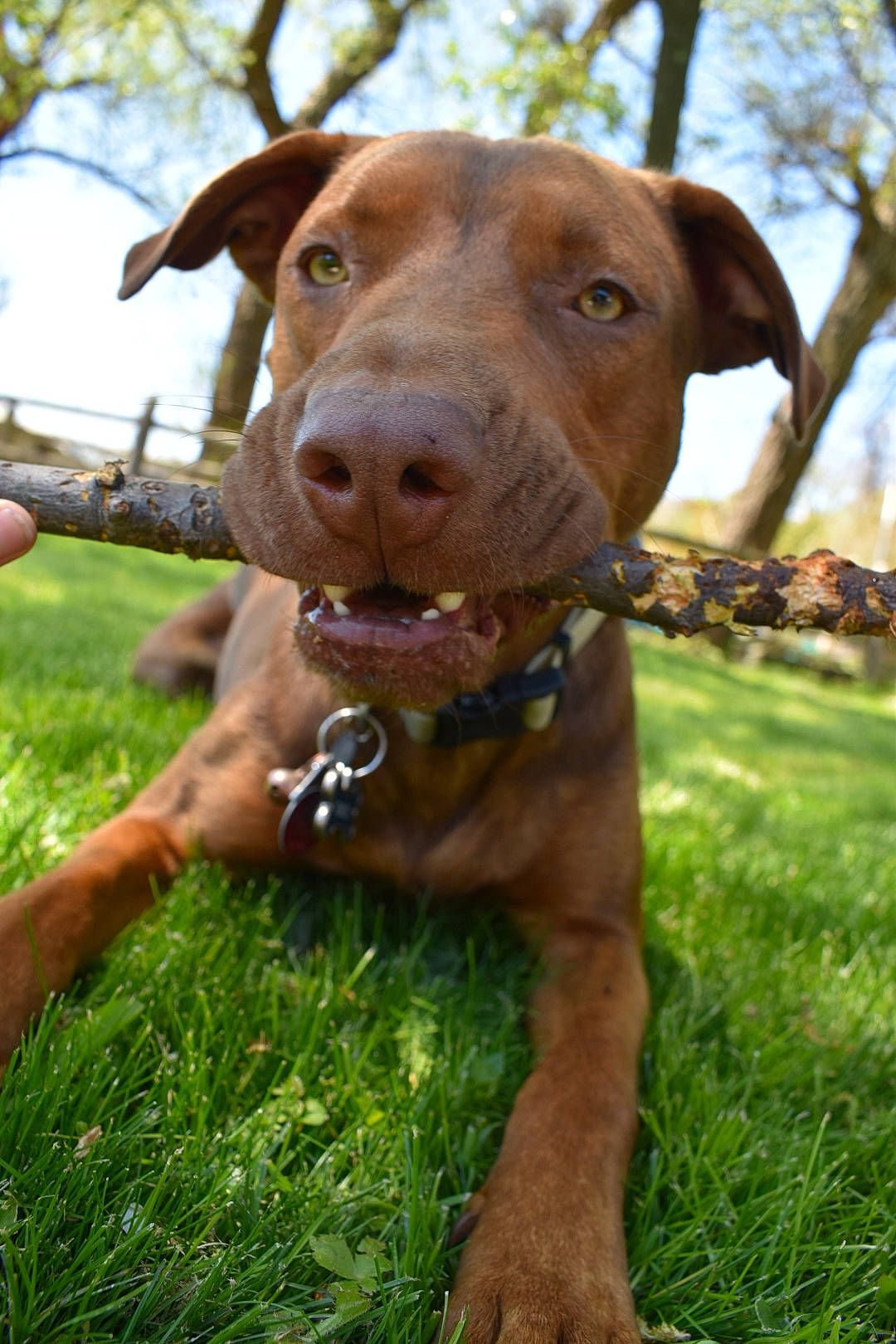 Tuco is registered to the contest to win money with this photo: american_pit_bull_terrier, canidae, canis_panther, carnivore, chesapeake_bay_retriever, dog, dog_breed, fawn, grass, hunting_dog, liver, mammal, non_sporting_group, pit_bull, snout, sporting_group, vertebrate, vizsla