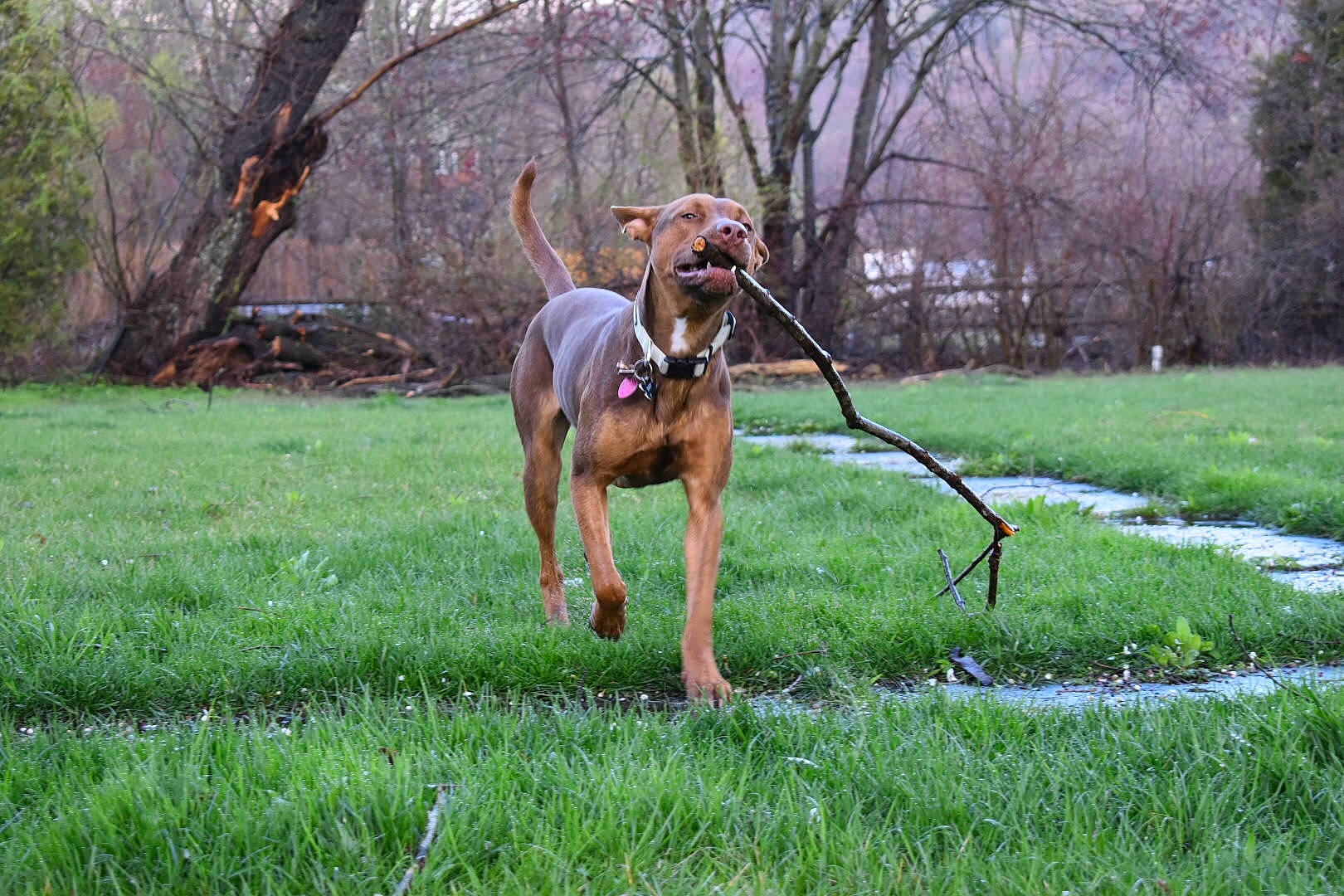 Tuco joined the competition — help win amazing prizes! canidae, carnivore, dog, dog_breed, fawn, grass, hound, hunting_dog, lawn, leash, mammal, meadow, pasture, pointing_breed, rhodesian_ridgeback, sporting_group, vizsla, working_dog