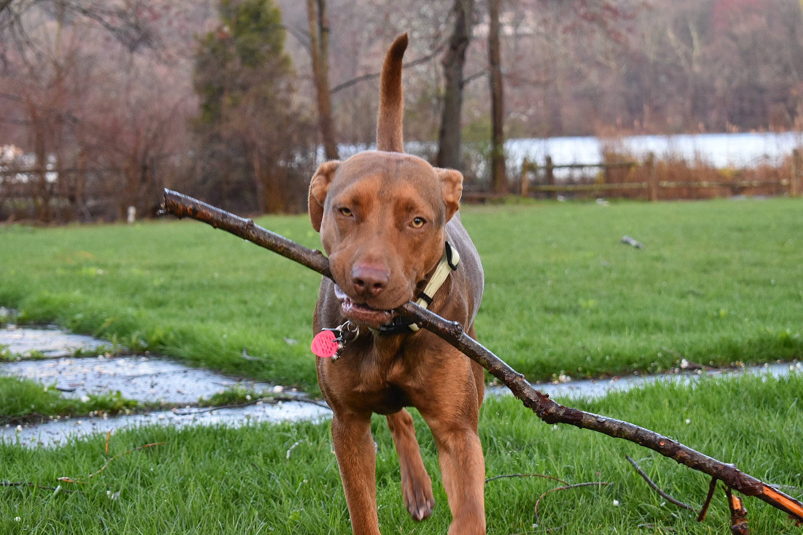 Tuco joined the competition — help win amazing prizes! broholmer, canidae, carnivore, dog, dog_breed, hound, hunting_dog, mammal, snout, sporting_group, vertebrate, vizsla