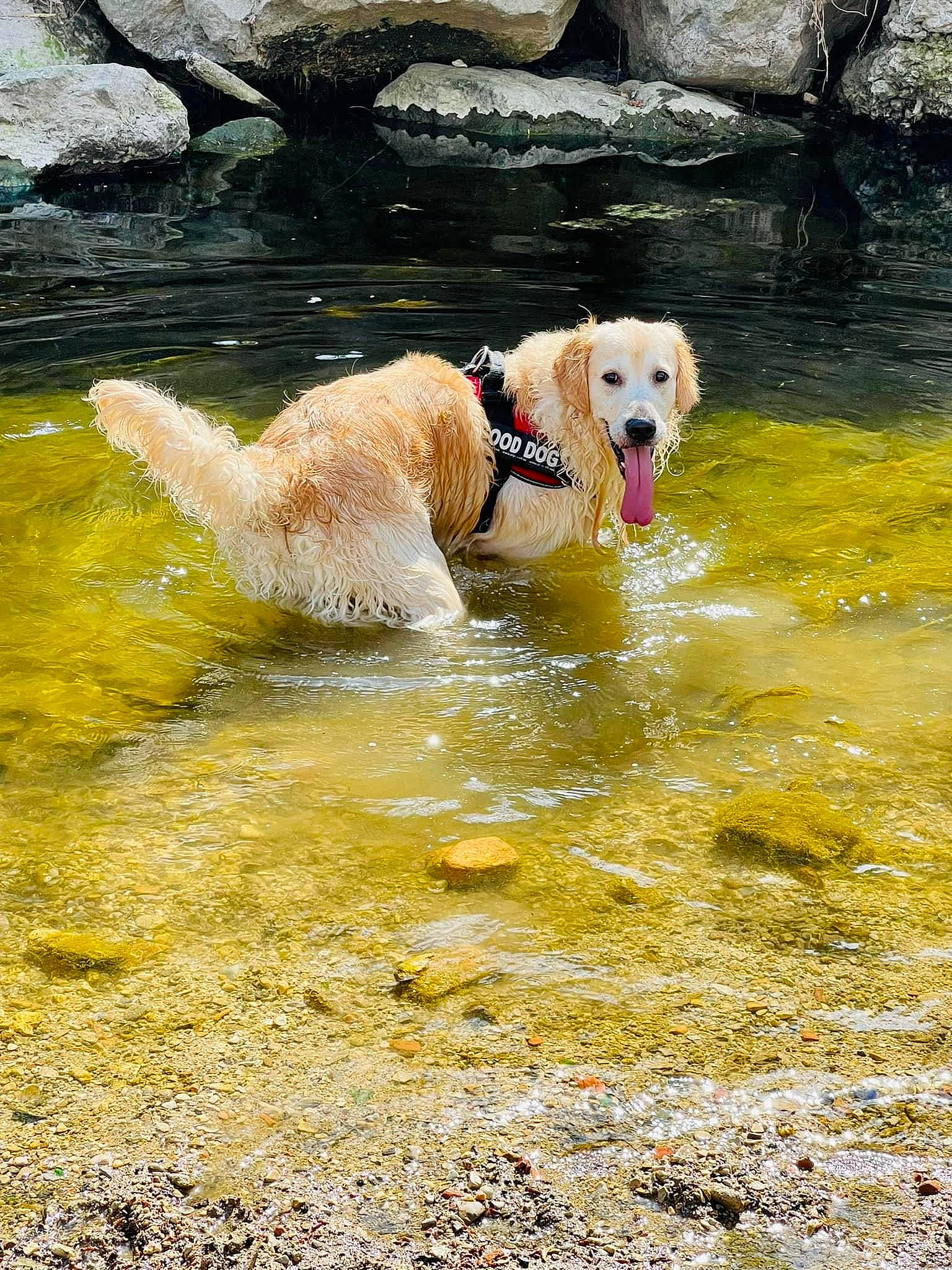 Lucky a rejoint le concours — aidez-le/la à gagner de superbes lots ! body_of_water, carnivore, collar, companion_dog, dog, dog_breed, dog_collar, dog_supply, fawn, grass, gun_dog, labrador_retriever, lake, leash, pet_supply, retriever, tail, water, watercourse, working_animal