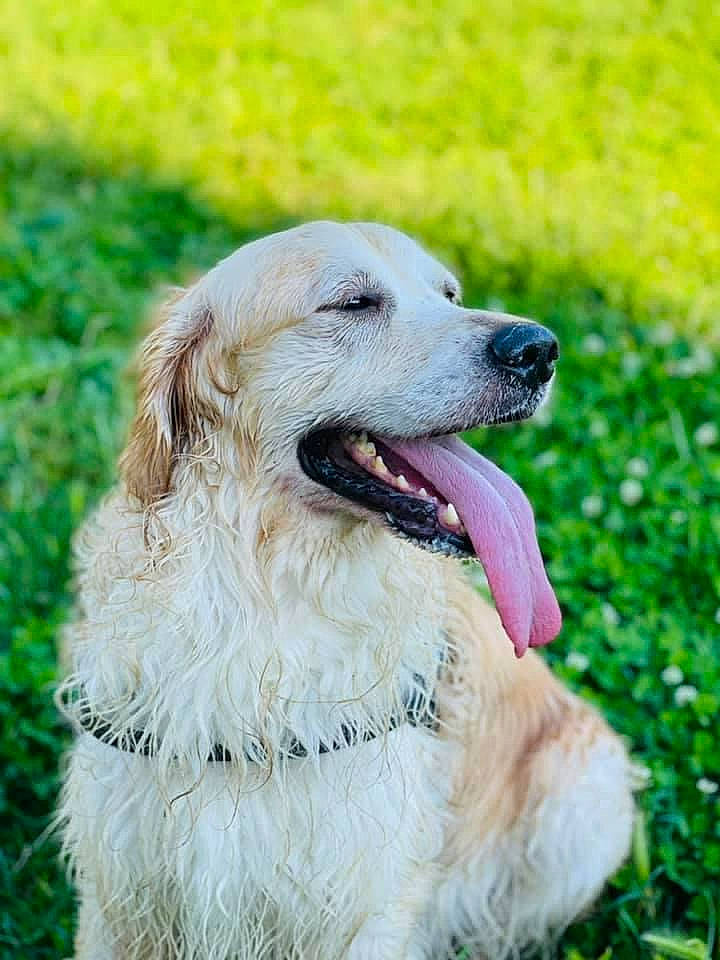 Lucky a rejoint le concours — aidez-le/la à gagner de superbes lots ! canidae, carnivore, collar, companion_dog, dog, dog_breed, dog_collar, fang, fur, golden_retriever, grass, gun_dog, happy, leash, plant, retriever, snout, sporting_group, whiskers, working_dog