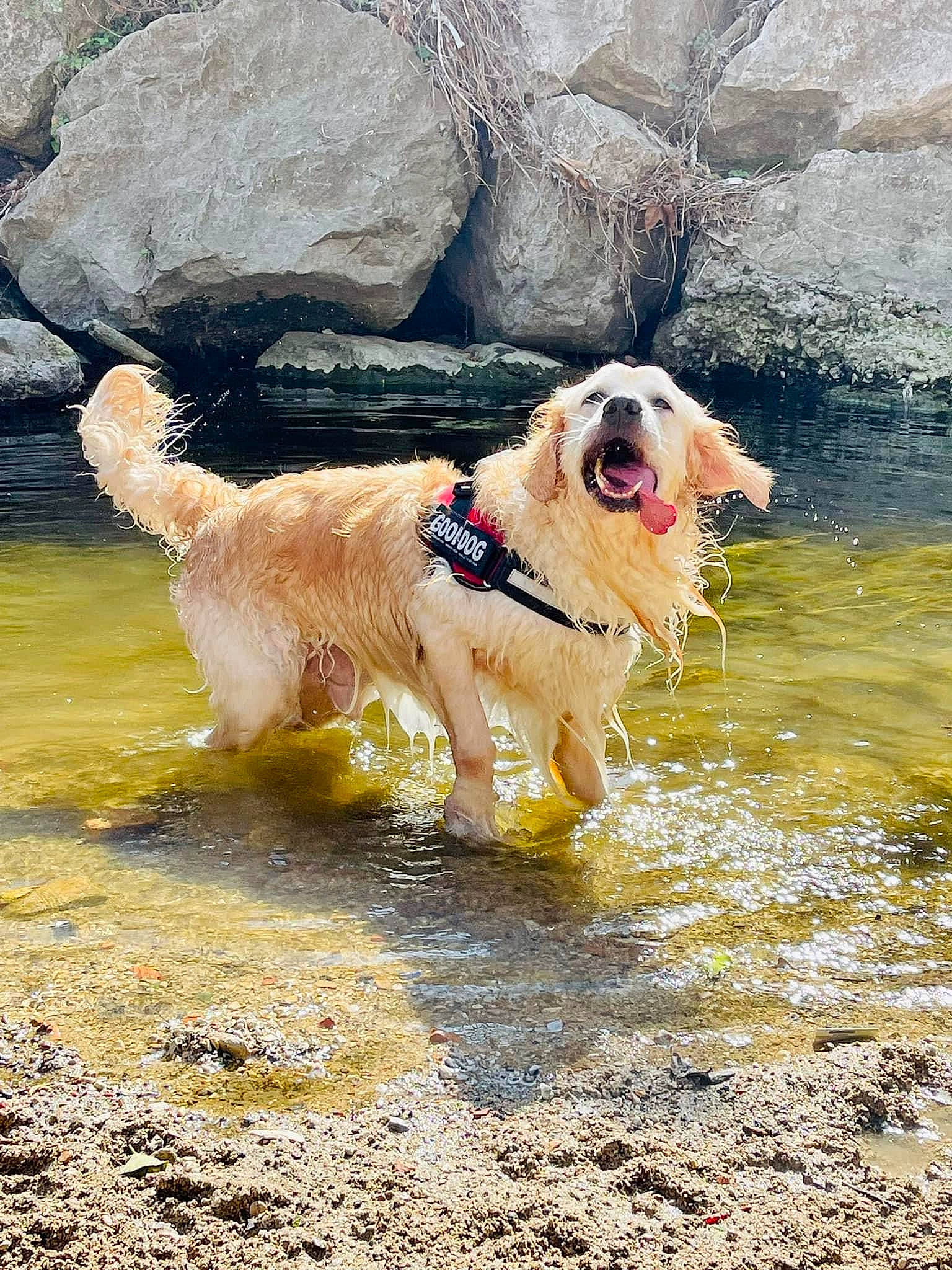 Lucky a rejoint le concours — aidez-le/la à gagner de superbes lots ! canidae, carnivore, collar, companion_dog, dog, dog_breed, dog_collar, dog_supply, fashion_accessory, fawn, leash, pet_supply, retriever, snout, soil, sporting_group, tail, water, working_animal, working_dog