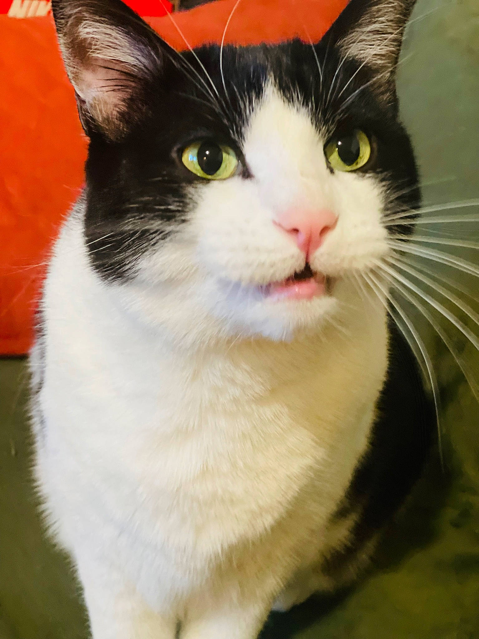 Kelly a rejoint le concours — aidez-le/la à gagner de superbes lots ! carnivore, cat, domestic_short_haired_cat, eye, felidae, fur, hair, head, human_body, iris, paw, small_to_medium_sized_cats, snout, tail, terrestrial_animal, whiskers, window