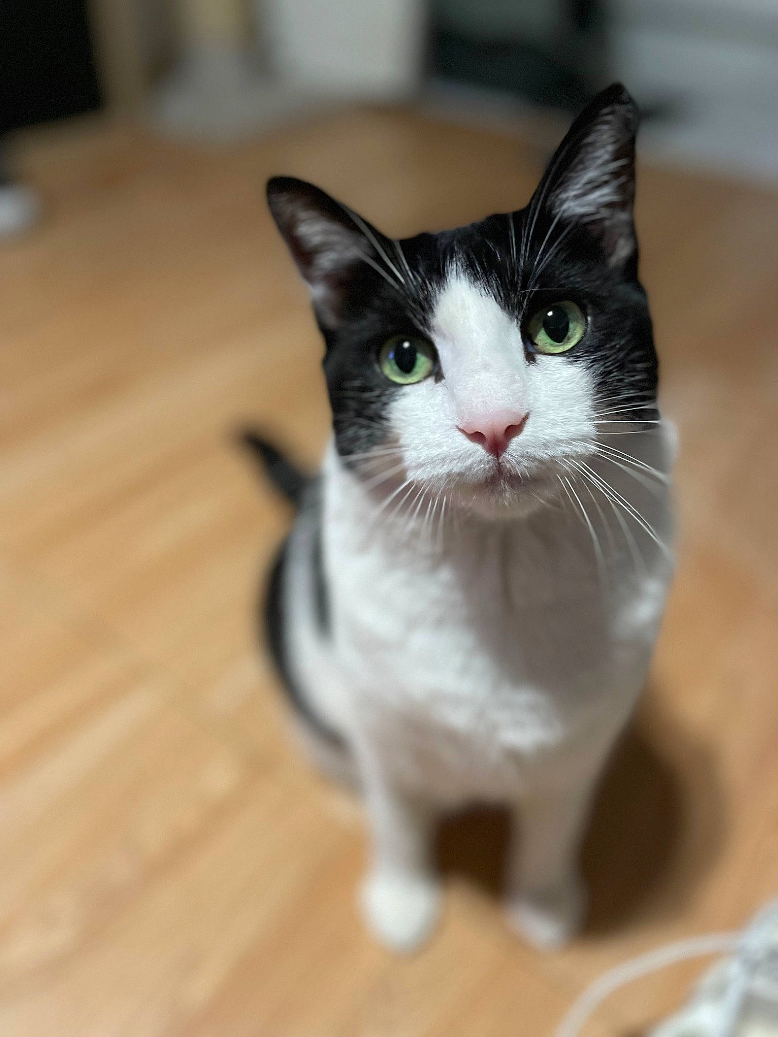 Kelly participe au concours pour gagner de l'argent avec cette photo : carnivore, cat, domestic_short_haired_cat, felidae, flooring, foot, fur, hardwood, paw, plank, small_to_medium_sized_cats, snout, tail, terrestrial_animal, varnish, whiskers, wood, wood_flooring, wood_stain