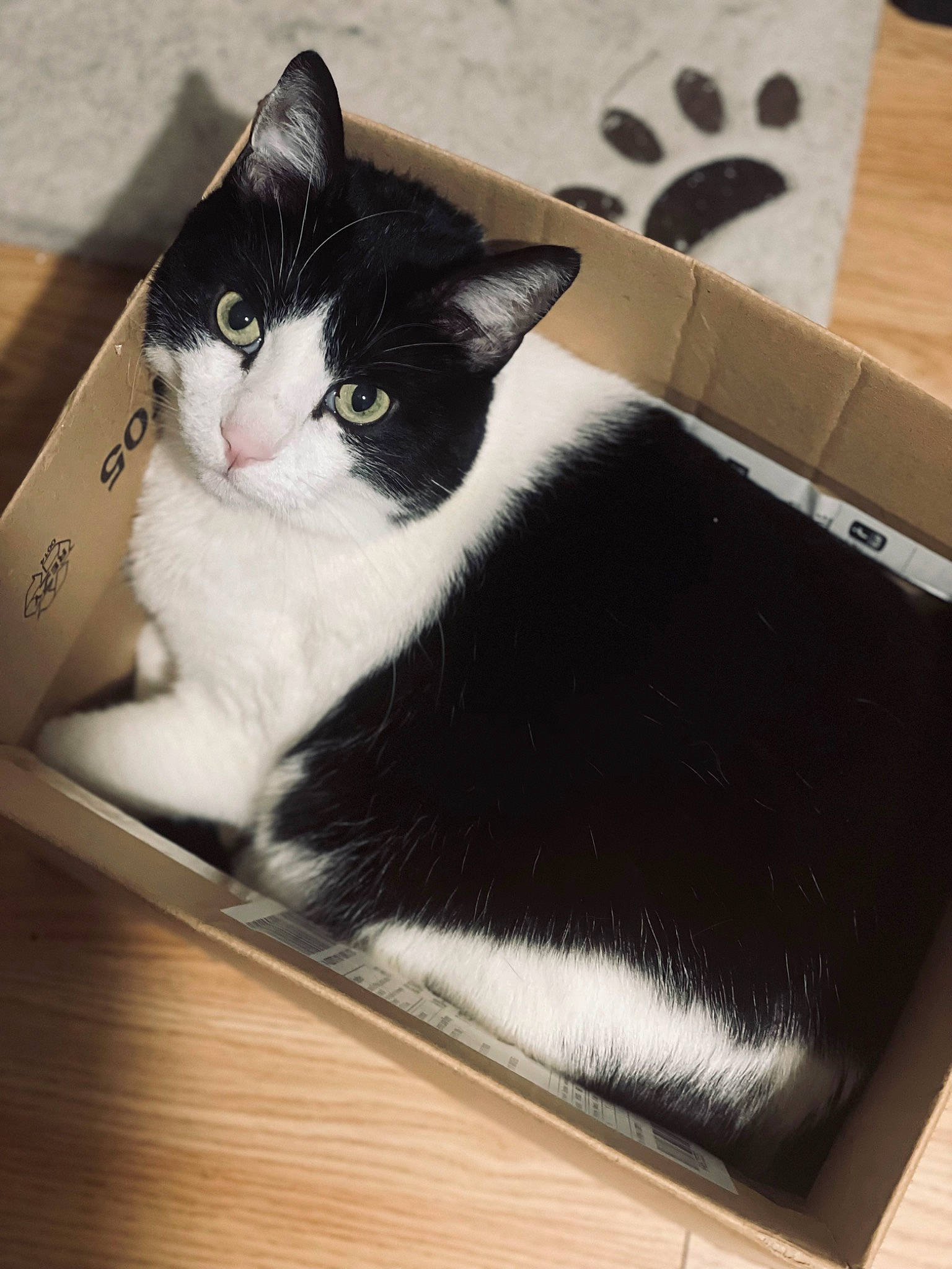 Kelly participe au concours pour gagner de l'argent avec cette photo : box, cardboard, carnivore, carton, cat, comfort, domestic_short_haired_cat, felidae, fur, hardwood, packaging_and_labeling, paper_product, paw, pet_supply, rectangle, shipping_box, small_to_medium_sized_cats, tail, whiskers, wood