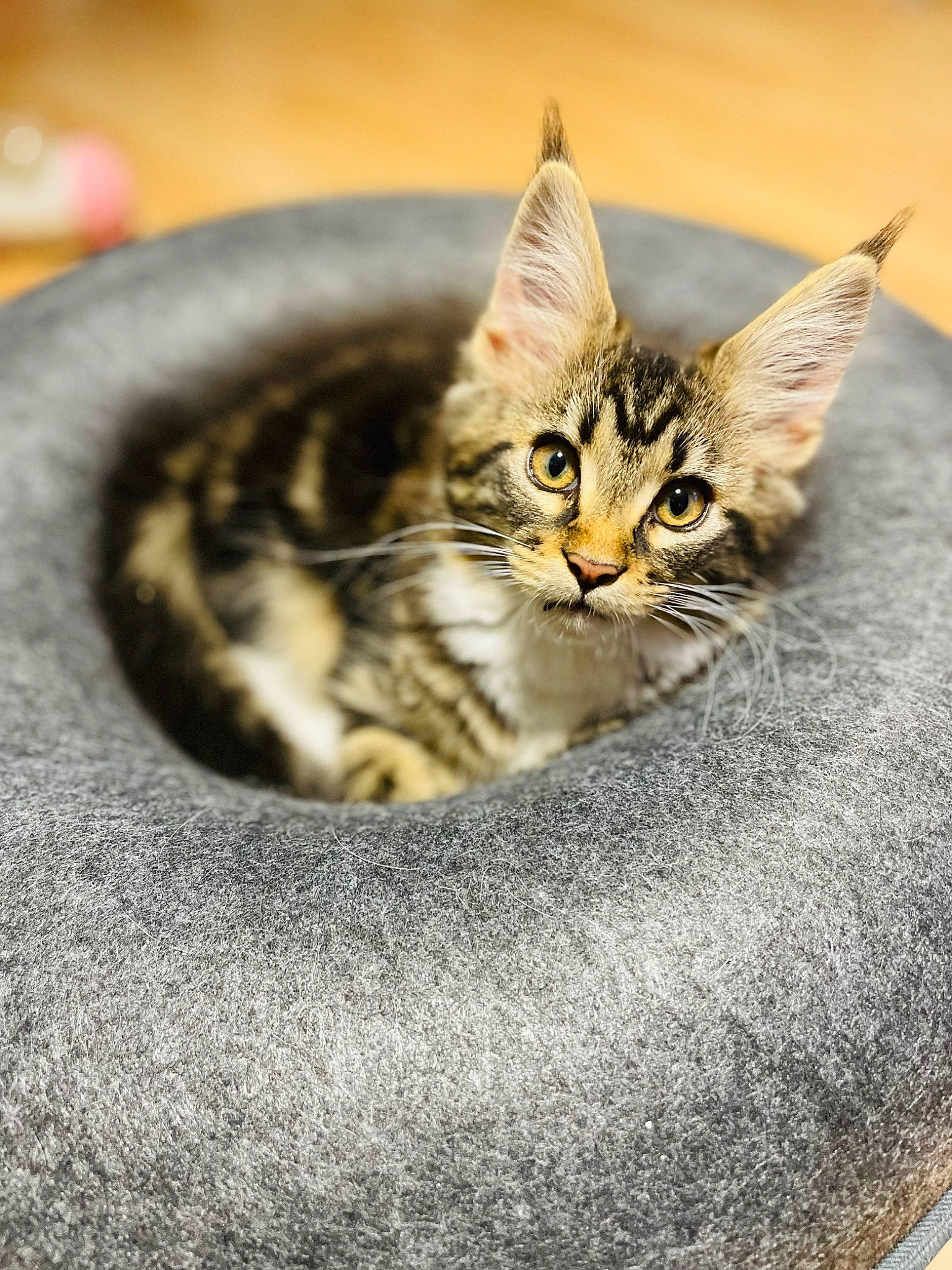 Rita participe au concours pour gagner de l'argent avec cette photo : art, carnivore, cat, cat_supply, ceramic, claw, close_up, domestic_short_haired_cat, fawn, felidae, fur, paw, sitting, small_to_medium_sized_cats, snout, tail, terrestrial_animal, whiskers, wildlife, window