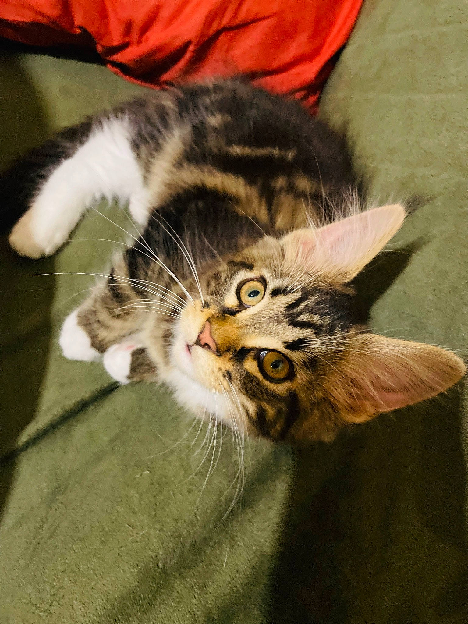 Rita a rejoint le concours — aidez-le/la à gagner de superbes lots ! carnivore, cat, claw, domestic_short_haired_cat, ear, felidae, fur, paw, small_to_medium_sized_cats, snout, tail, terrestrial_animal, whiskers