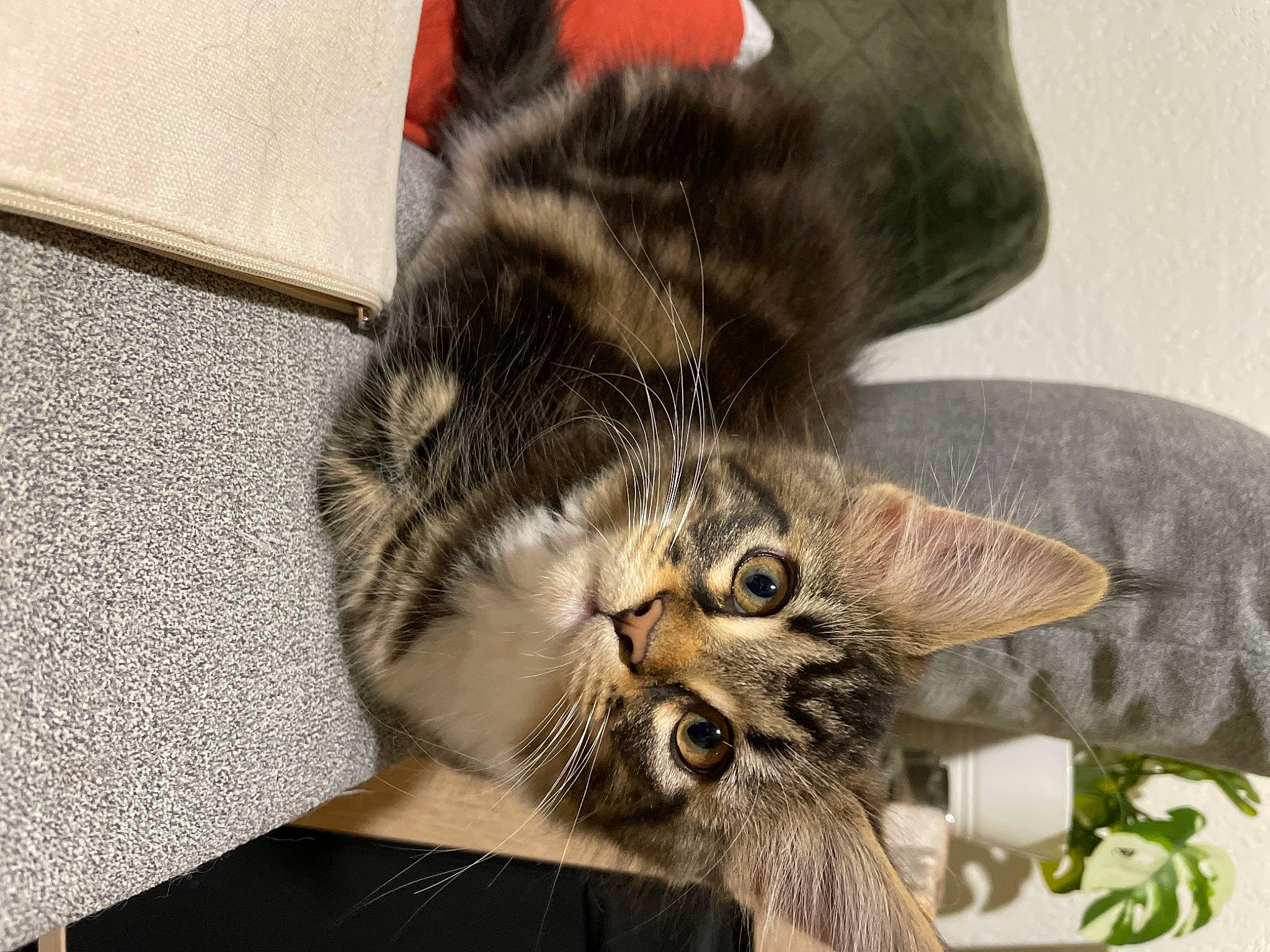 Rita a rejoint le concours — aidez-le/la à gagner de superbes lots ! carnivore, cat, claw, comfort, domestic_short_haired_cat, ear, felidae, foot, fur, paw, plant, small_to_medium_sized_cats, snout, tail, whiskers