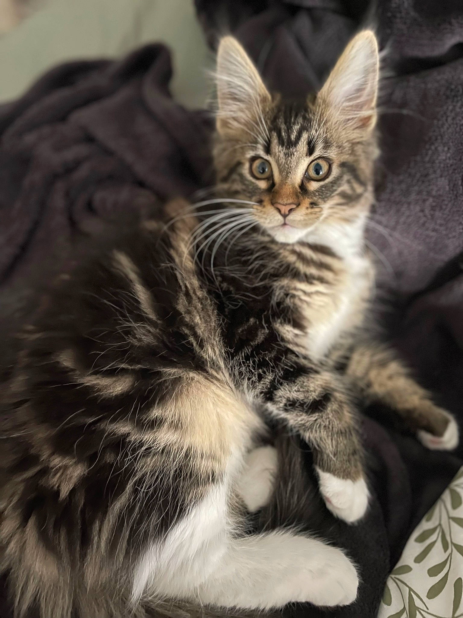 Rita a rejoint le concours — aidez-le/la à gagner de superbes lots ! carnivore, cat, claw, comfort, domestic_short_haired_cat, felidae, fur, paw, sitting, small_to_medium_sized_cats, snout, tail, terrestrial_animal, whiskers, wildlife