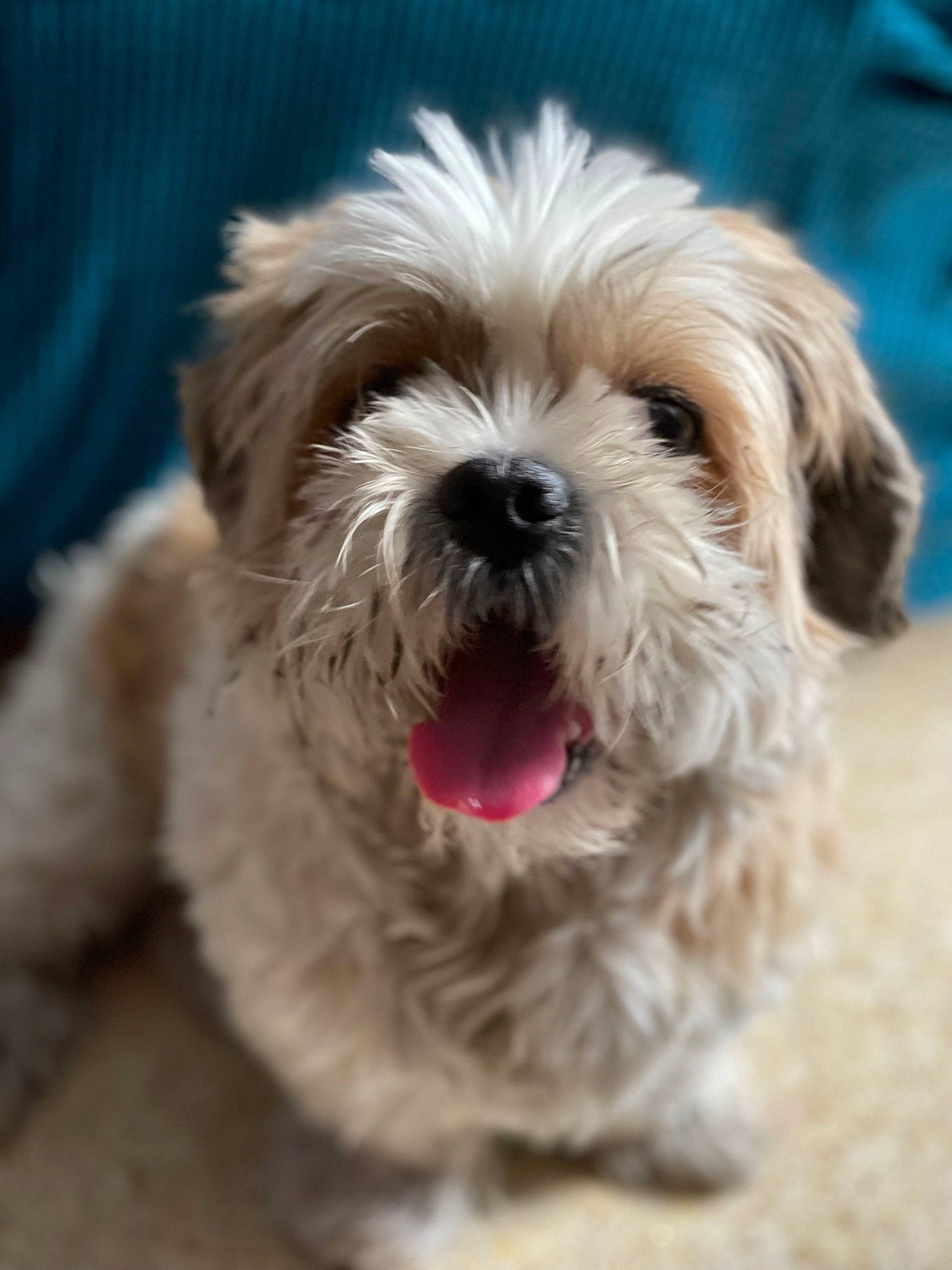 Guizmo a rejoint le concours — aidez-le/la à gagner de superbes lots ! canidae, carnivore, companion_dog, dog, dog_breed, eye, fur, liver, mal_shi, maltepoo, puppy_love, shih_poo, shih_tzu, small_terrier, snout, sporting_group, terrier, toy_dog, water_dog, working_animal