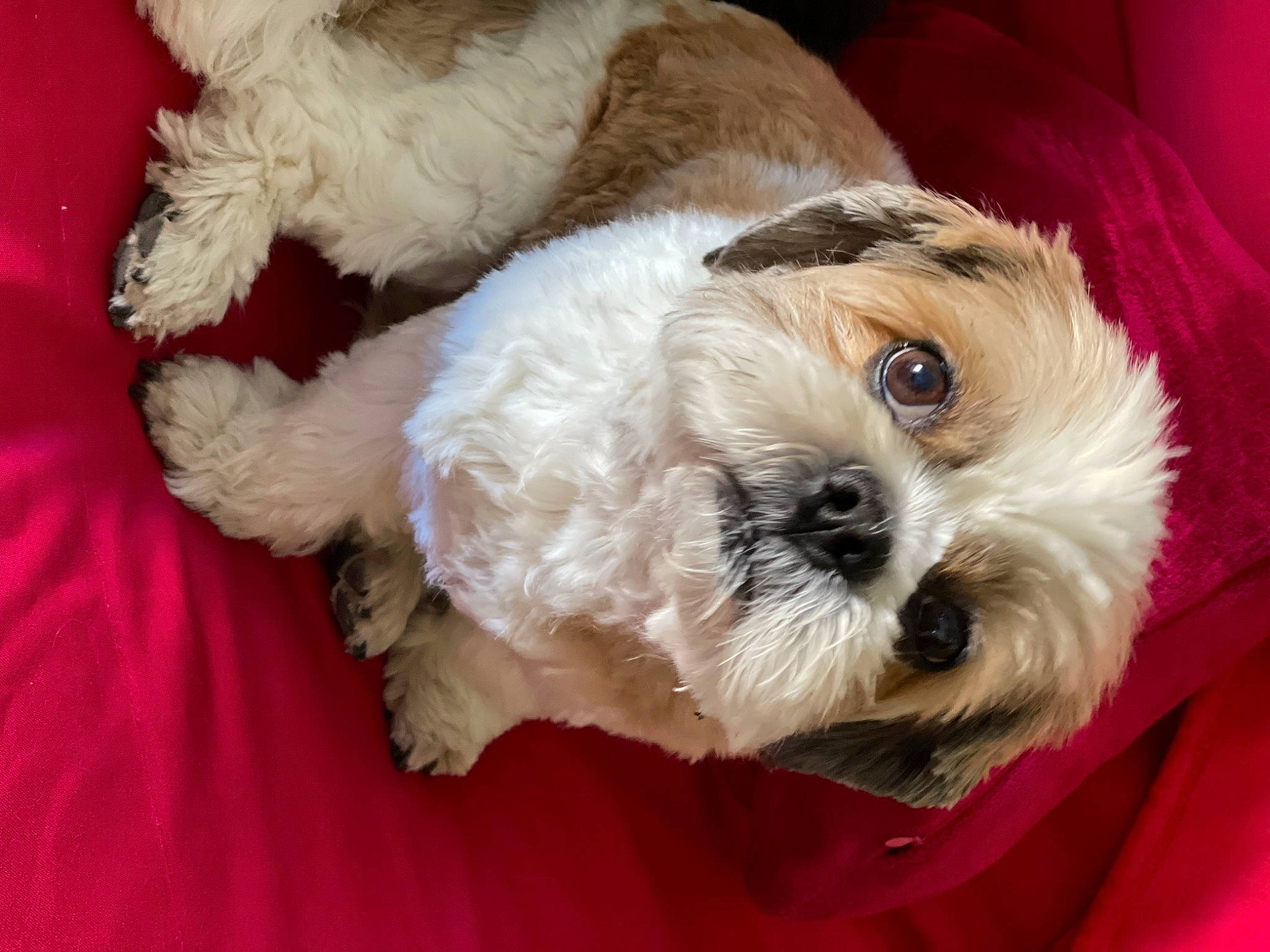 Guizmo a rejoint le concours — aidez-le/la à gagner de superbes lots ! canidae, carnivore, companion_dog, dog, dog_breed, dog_collar, dog_supply, fur, labradoodle, mal_shi, poodle_crossbreed, puppy, puppy_love, shih_poo, small_terrier, sporting_group, terrier, toy_dog, water_dog, working_animal