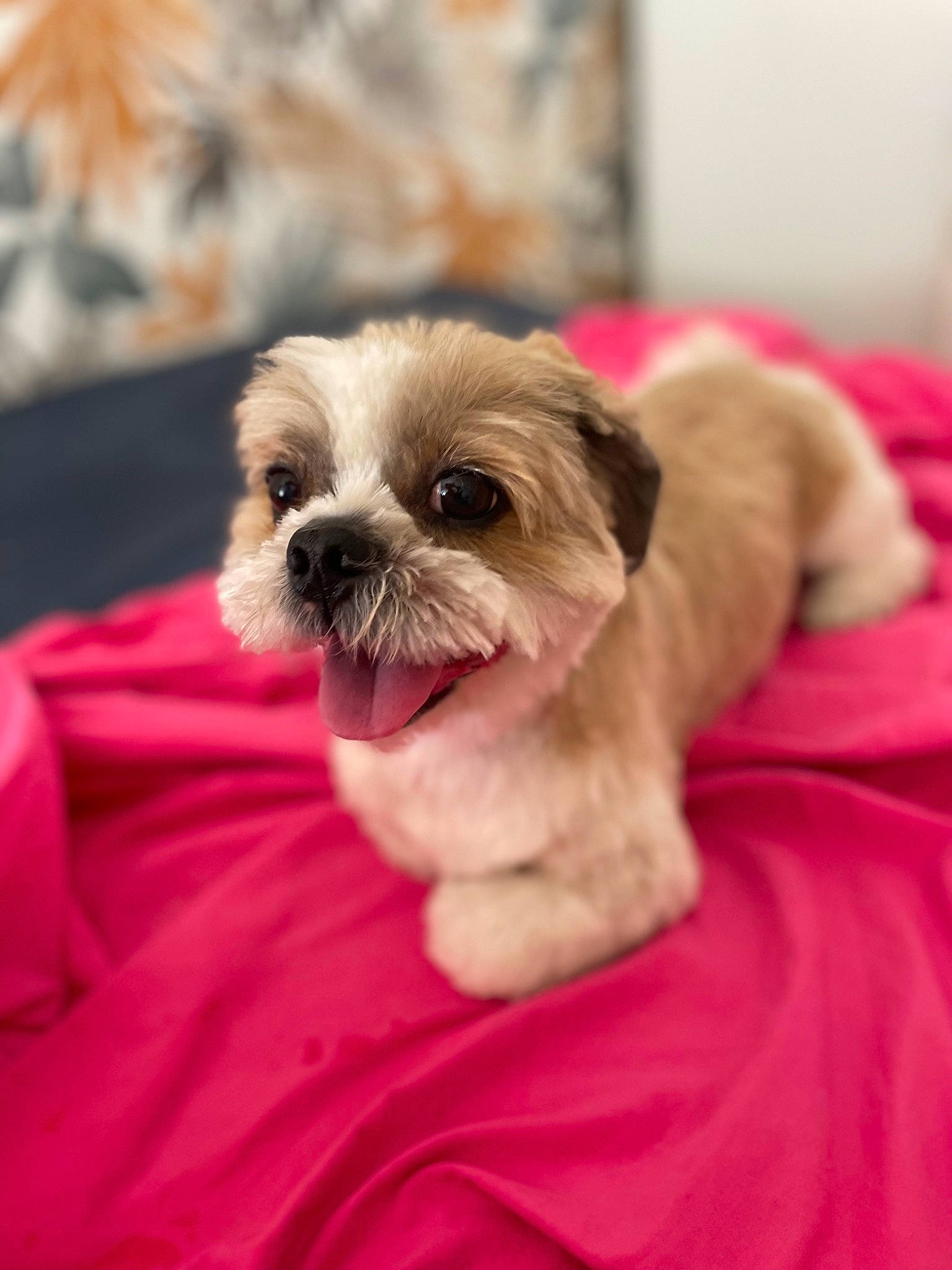 Guizmo a rejoint le concours — aidez-le/la à gagner de superbes lots ! canidae, carnivore, comfort, companion_dog, dog, dog_breed, dog_supply, fawn, fur, liver, pet_supply, shih_tzu, small_terrier, snout, sporting_group, terrestrial_animal, terrier, toy_dog, working_animal, wrinkle