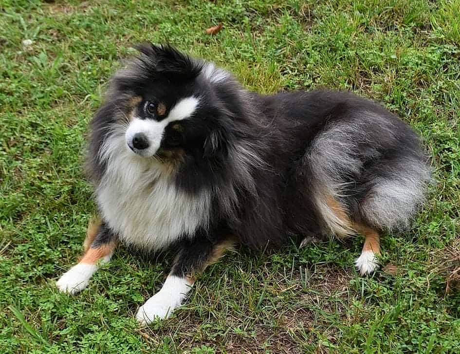 Gracie joined the competition — help win amazing prizes! canidae, carnivore, companion_dog, dog, dog_breed, fur, german_spitz_klein, grass, herding_dog, non_sporting_group, plant, snout, sporting_group, terrestrial_animal, toy_dog, wildlife, working_dog