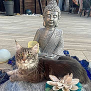Athena a rejoint le concours — aidez-le/la à gagner de superbes lots ! cat, buddha_statue, stone, blue_glass, white_pebbles, outdoor, patio, furniture, decor, animal, gray_cat, relaxing, sculpture, flower_decoration, sunlight, peaceful, garden, table, chair, people
