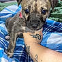 Scar is registered to the contest to win money with this photo: blue, canidae, carnivore, comfort, companion_dog, dog, dog_breed, elbow, fawn, human_leg, pattern, paw, snout, sporting_group, tattoo, terrestrial_animal, toy_dog, whiskers, working_animal, wrist